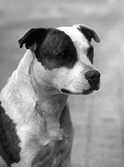 FALL / STAFF. BULL TERRIER