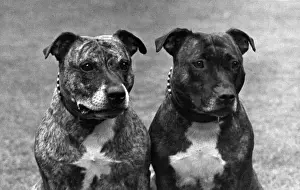 FALL / STAFF. BULL TERRIER