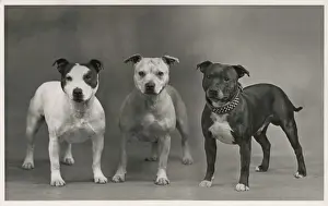 FALL / STAFF. BULL TERRIER