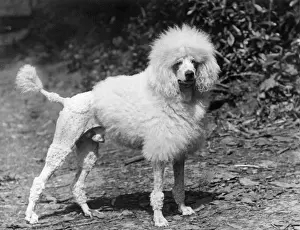 Poodle Prints: FALL / STANDARD POODLE / 33