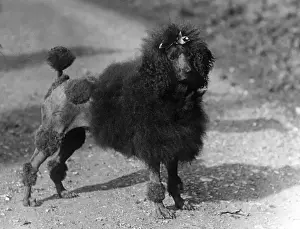 Poodle Prints: FALL / STANDARD POODLE / 35