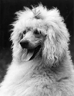Poodle Prints: FALL / STANDARD POODLE / 38