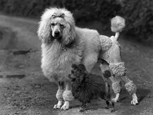 FALL / STANDARD POODLE / 38
