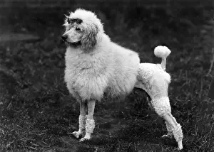 FALL / STANDARD POODLE / 39
