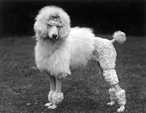 Boyd Gallery: FALL / STANDARD POODLE / 41