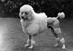 Poodle Prints: FALL / STANDARD POODLE / 50