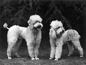 FALL / STANDARD POODLE / 51