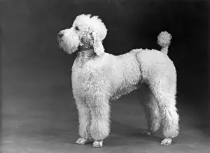 Poodle Prints: FALL / STANDARD POODLE / 52