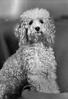 Unidentified Gallery: FALL / STANDARD POODLE / 54