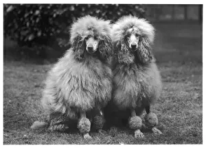 Clips Prints: FALL / STANDARD POODLE / 60