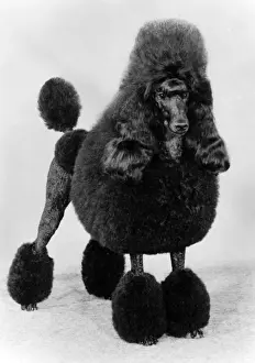 Owners Prints: FALL / STANDARD POODLE / 84