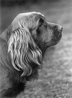 FALL / SUSSEX SPANIEL / 1955