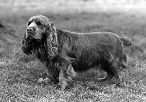 FALL / SUSSEX SPANIEL / 1958