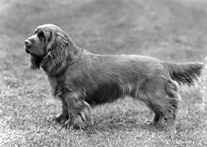 FALL / SUSSEX SPANIEL / 1961
