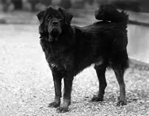 FALL / TIBETAN MASTIFF / 37