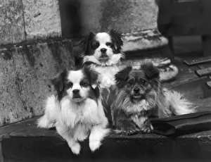 FALL / TIBETAN SPANIEL / 35