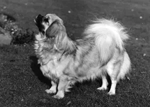 Wynyard Prints: FALL / TIBETAN SPANIEL / 73