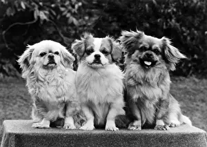 FALL / TIBETAN SPANIEL / 73