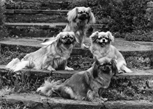 FALL / TIBETAN SPANIEL / 73