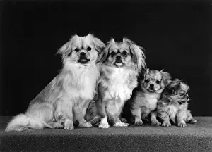 Puppy Prints: FALL / TIBETAN SPANIEL / 74