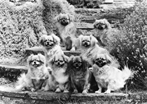 Spaniels Prints: FALL / TIBETAN SPANIEL / 75