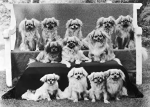 FALL / TIBETAN SPANIEL / 75