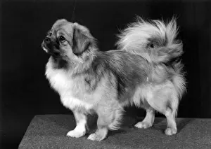 Wynyard Prints: FALL / TIBETAN SPANIEL / 76