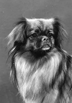 Williamson Prints: FALL / TIBETAN SPANIEL / 79