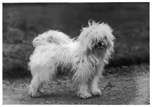 Greig Prints: FALL / TIBETAN TERRIER / 30