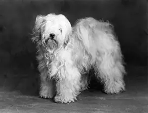Terrier Prints: Fall / Tibetan Terrier / 39