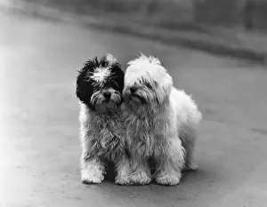 FALL / TIBETAN TERRIER / 39