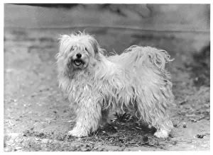 Greig Prints: FALL / TIBETAN TERRIER / 47