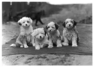 FALL / TIBETAN TERRIER / 47