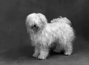 Madam Prints: FALL / TIBETAN TERRIER / 59