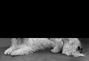 Fall / Tibetan Terriers / 59