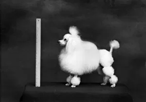 Poodle Collection: FALL / TOY POODLE / 1957