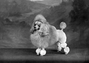 Poodle Collection: FALL / TOY POODLE / 1960