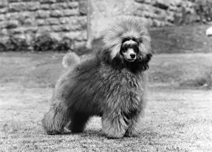 FALL / TOY POODLE / 1975