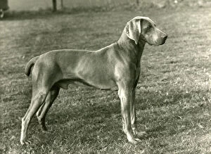Images Dated 30th August 2018: FALL / WEIMARANER / 1956