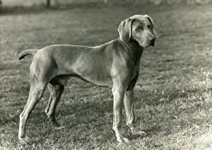 FALL / WEIMARANER / 1956