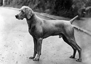 FALL / WEIMARANER / 1963