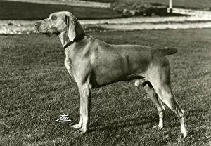 Images Dated 30th August 2018: FALL / WEIMARANER / 1969