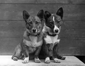 Corgis Gallery: FALL / WELSH CORGI / 1938