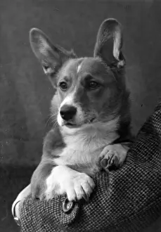 Owners Prints: FALL / WELSH CORGI / 1949