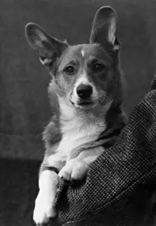 FALL / WELSH CORGI / 1949
