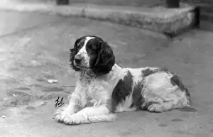 Springer Prints: FALL / WELSH SPRINGER / 1930