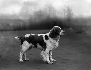 FALL / WELSH SPRINGER / 1934
