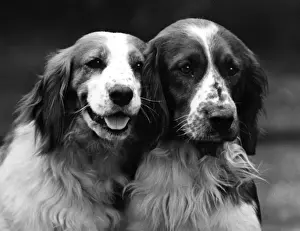 Fall / Welsh Springer / 1934