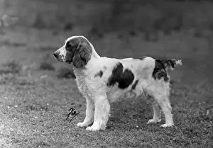 Ellis Prints: FALL / WELSH SPRINGER / 1946