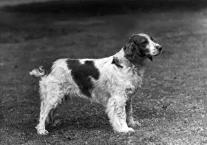 Ellis Prints: FALL / WELSH SPRINGER / 1949